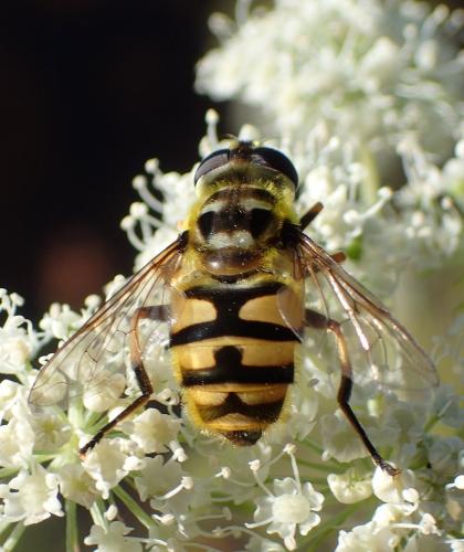 Réf. 211 248 : Myathropa florea